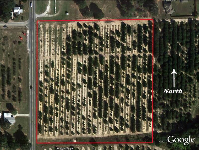 9.5 Ac Grove Lake Wales