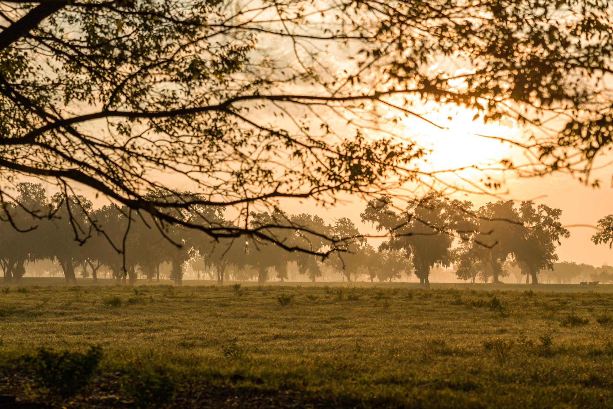 Beautiful 93 Acres in Summerfield