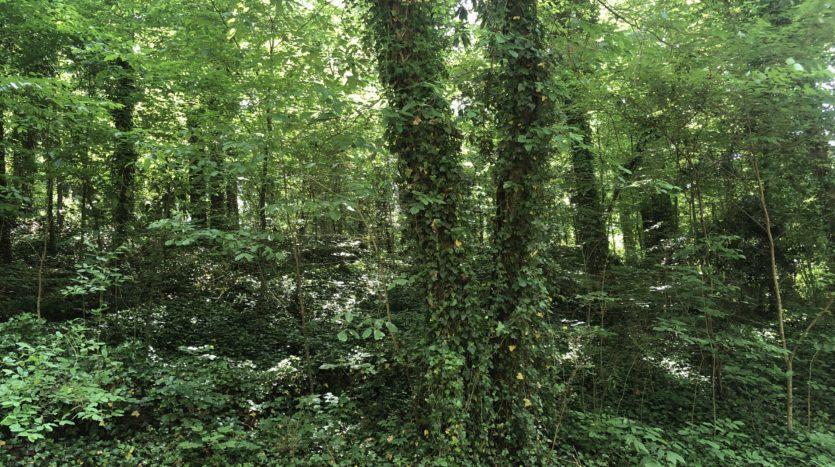 0.48+- Acre Wooded Residential Lot in Dalton