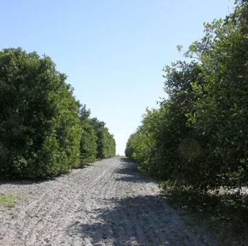 County Line Road Grove