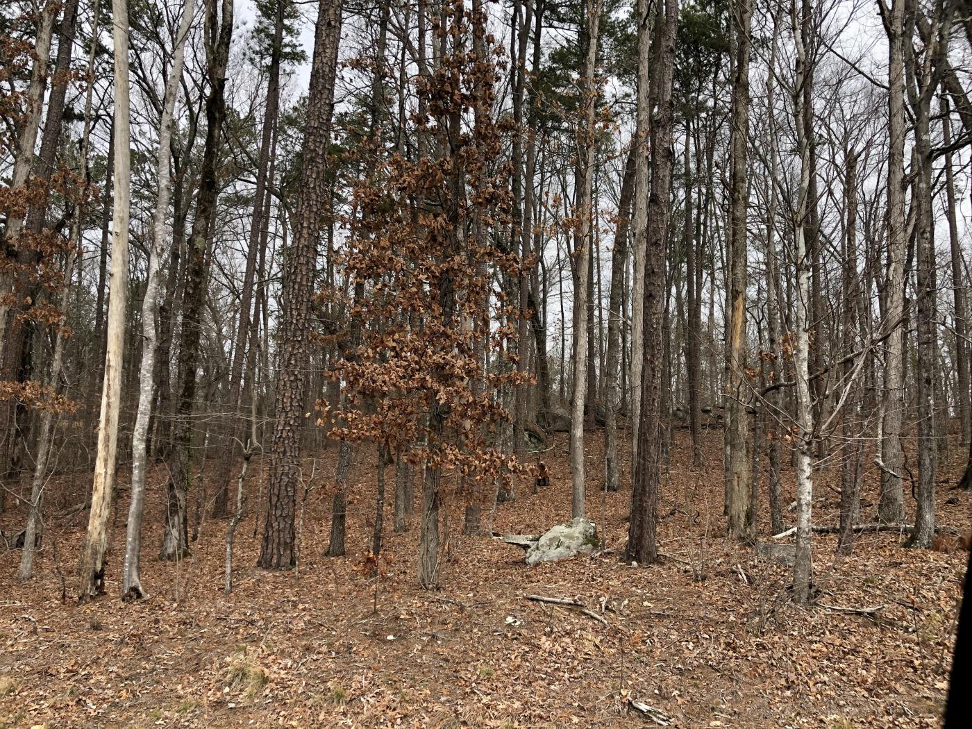 11.917+/- Wooded Acres Zoned R-2 Paulding Co