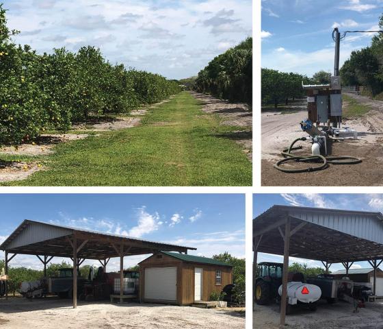 Producing Orange Grove