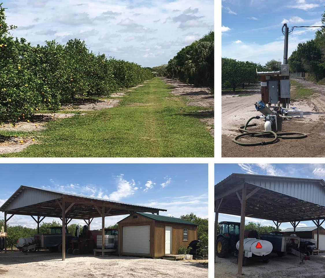 Producing Orange Grove