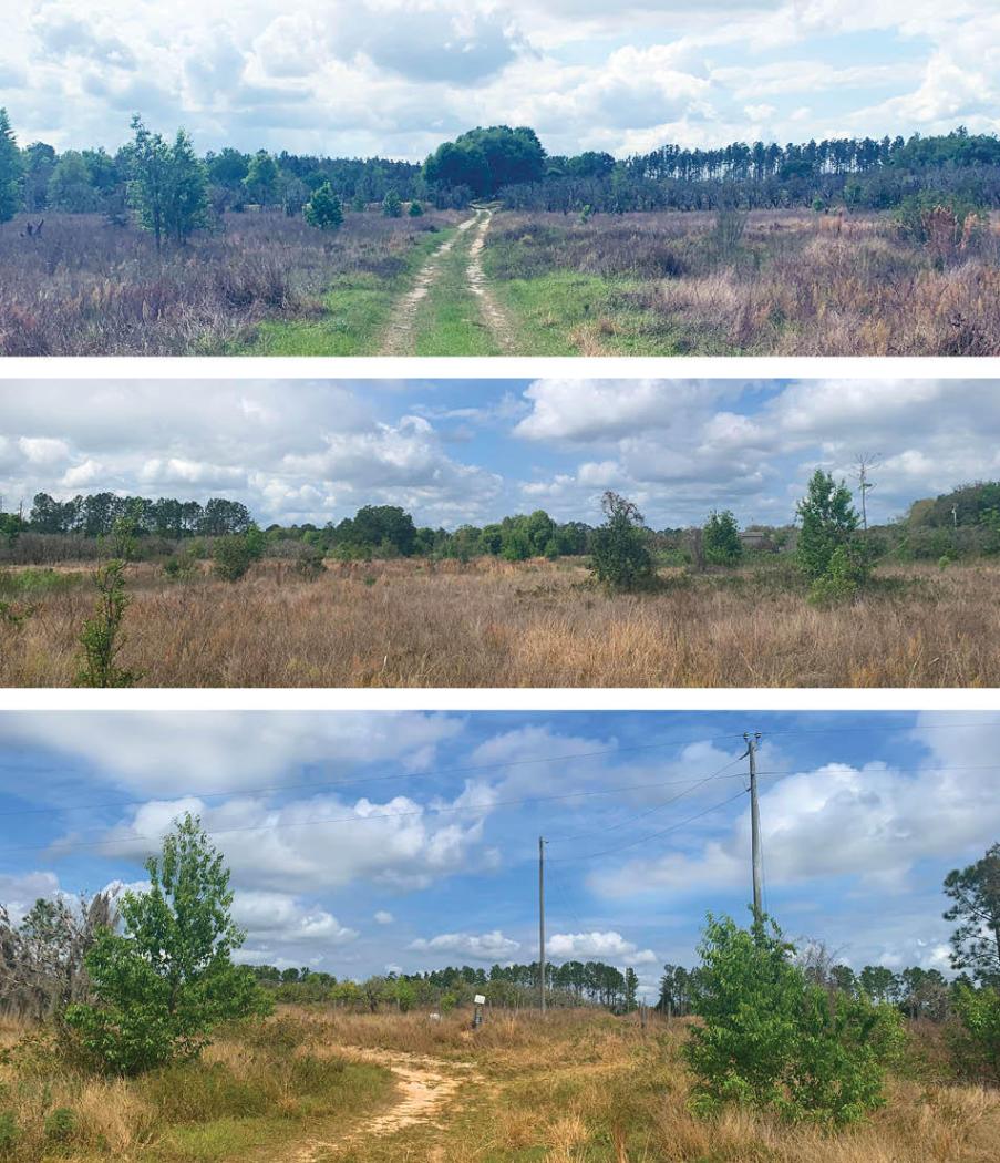 Turkey Oak Grove