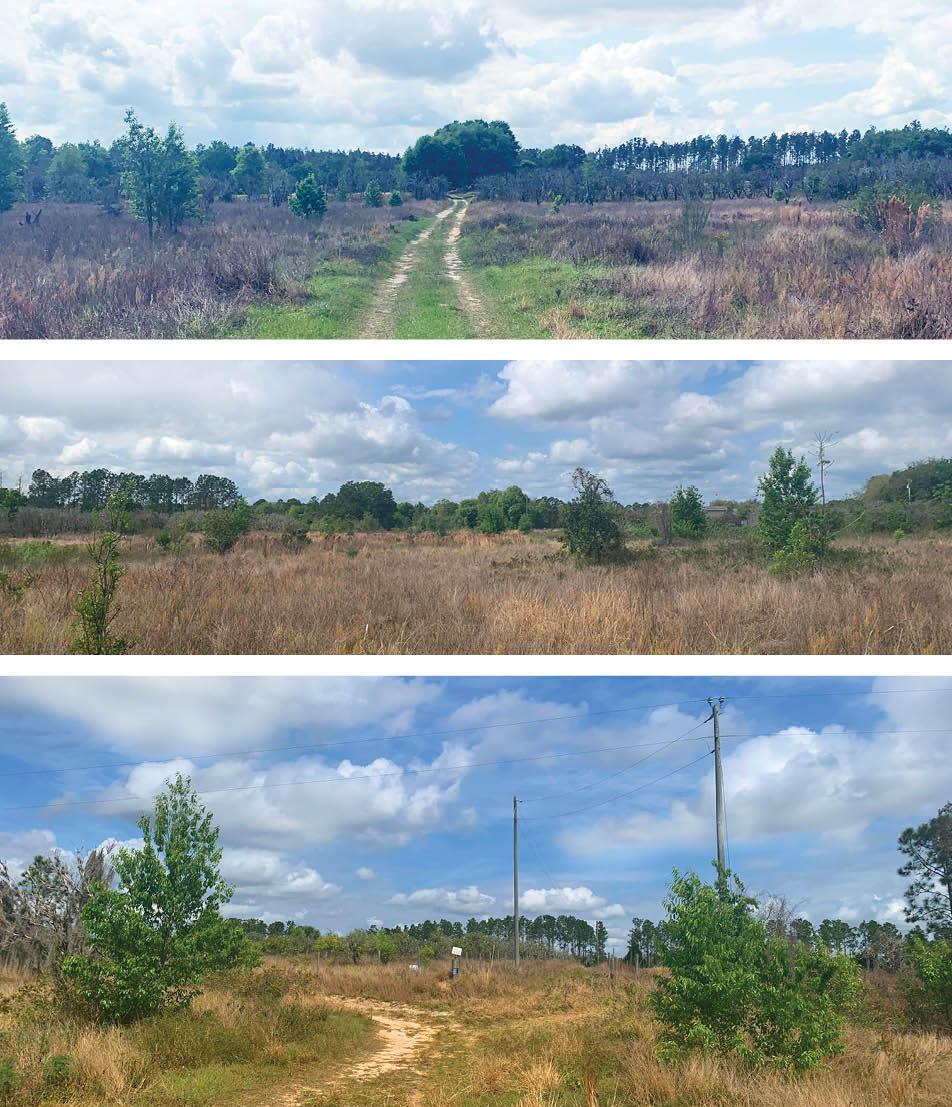 Turkey Oak Grove
