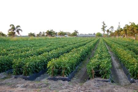 Ag Reserve Farm