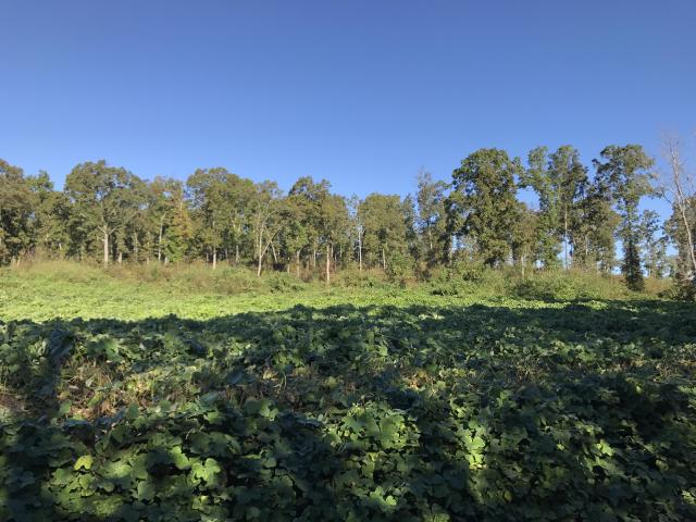 10.49 Acres Adairsville No HOA