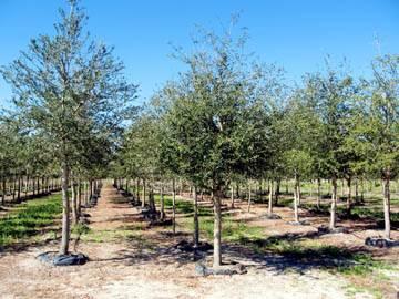 Frostproof Tree Farm