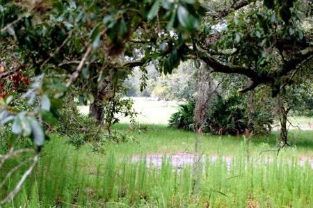 Old Kissimmee Ranch