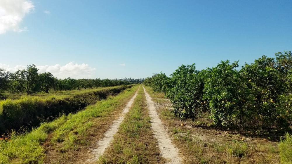 180 Acre Red Grapefruit Grove