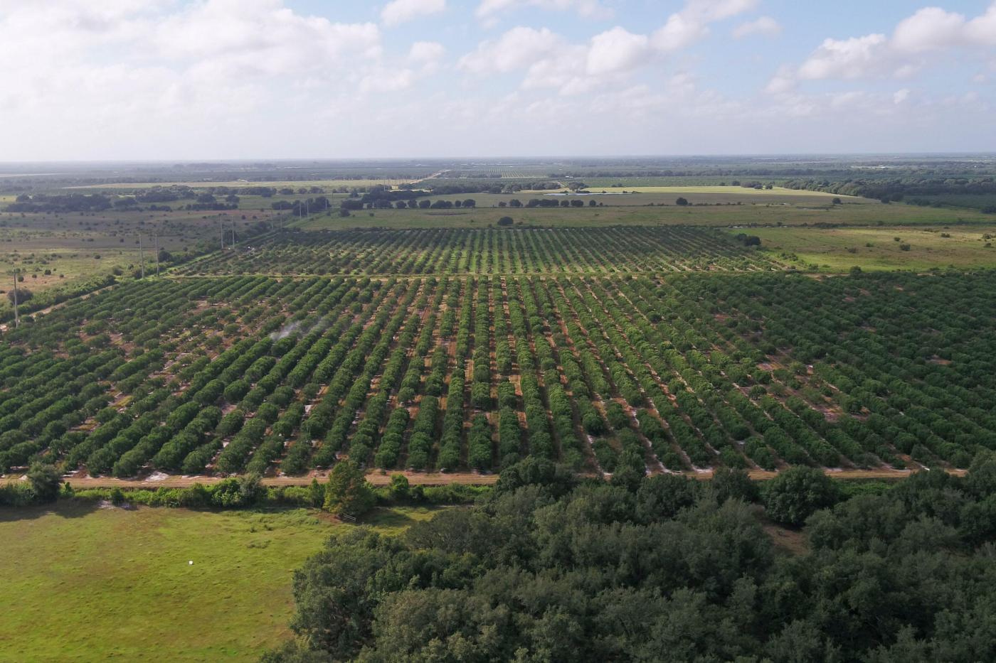 Bay Grove - Florida Agricultural Portfolio