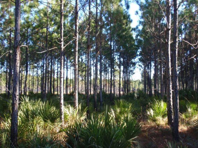 Lake Harney Ranch / PRICE REDUCED