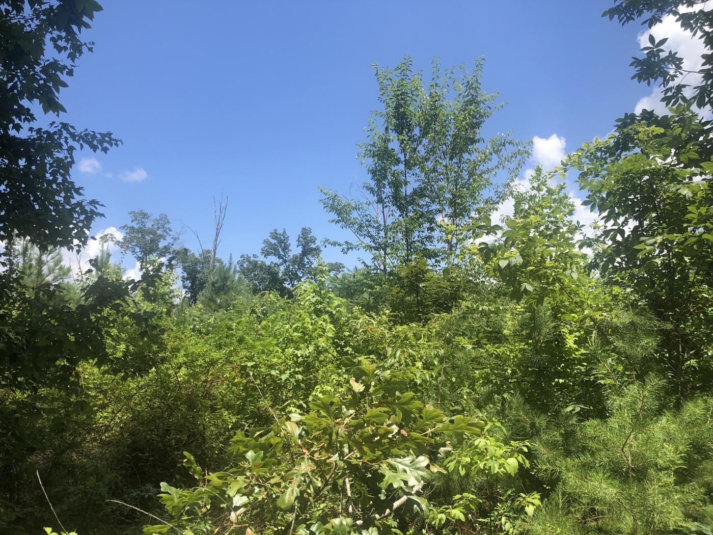 39.21 Acres Walker County Georgia