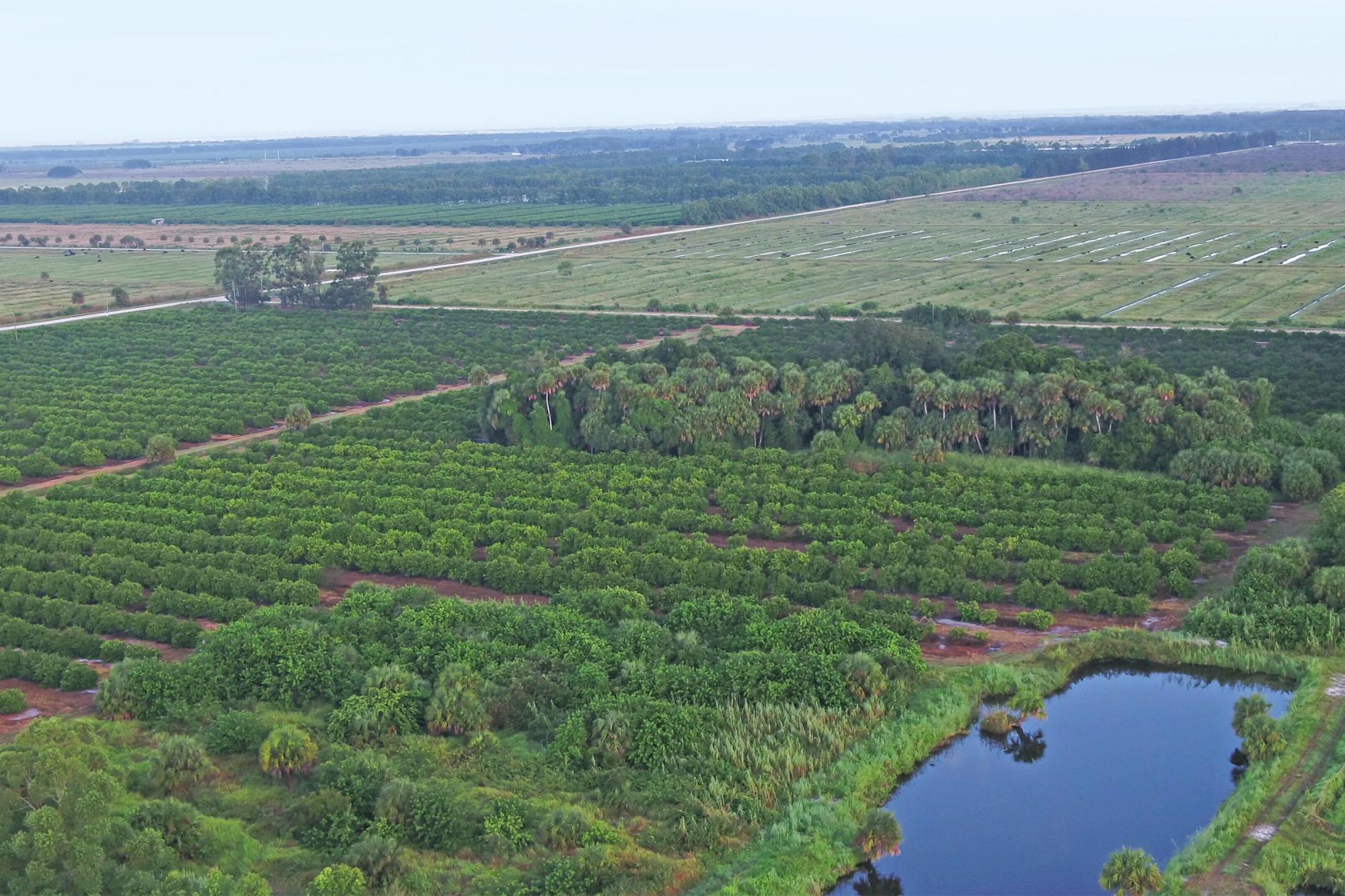 Tree-O Grove - Florida Agriculture Portfolio