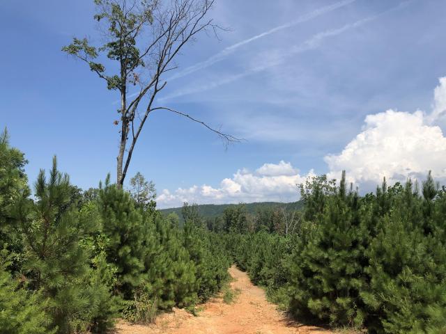 70 Acres Pickens County - Great Views