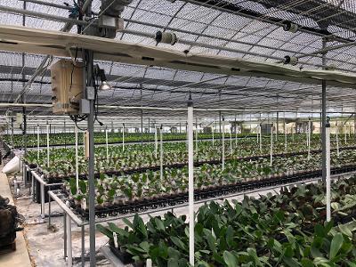Orchid Depot