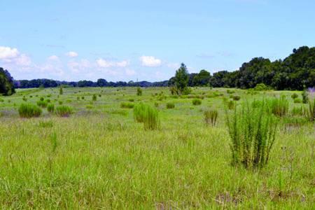 Ocala-40 Acre Townhome Development Property