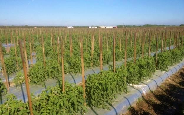 Immokalee 108 acre