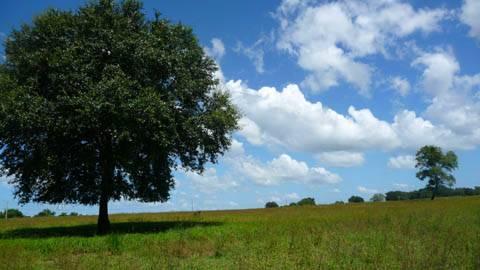 Colding Loop