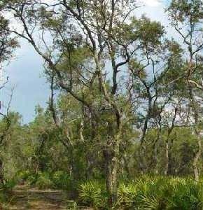 40 Acres, Bank Owned!