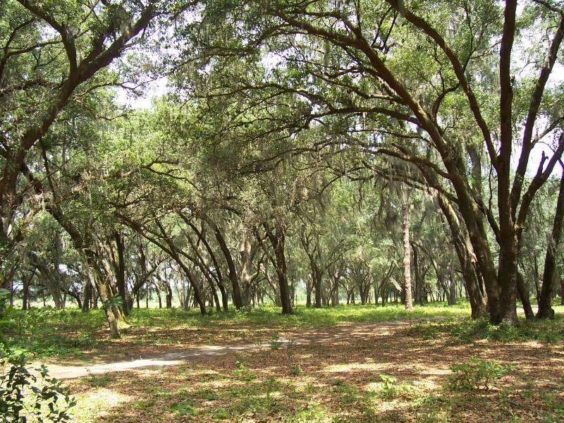 Lanier Road 37 Acres