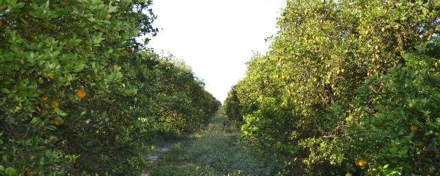 Rocker Farms 80 Foot Road