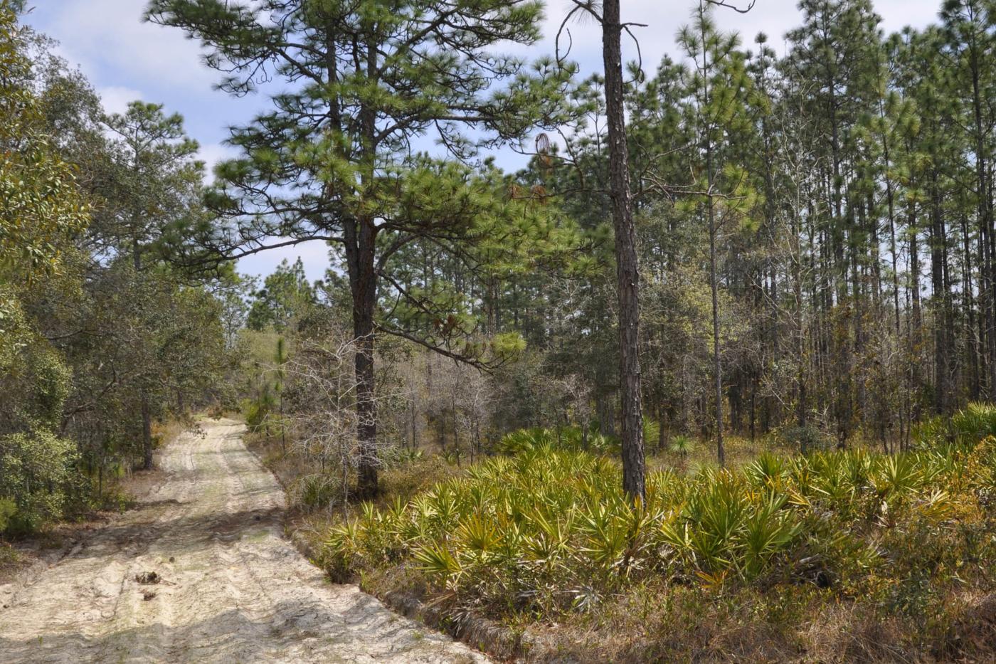Annutteliga Hammock Tract 1