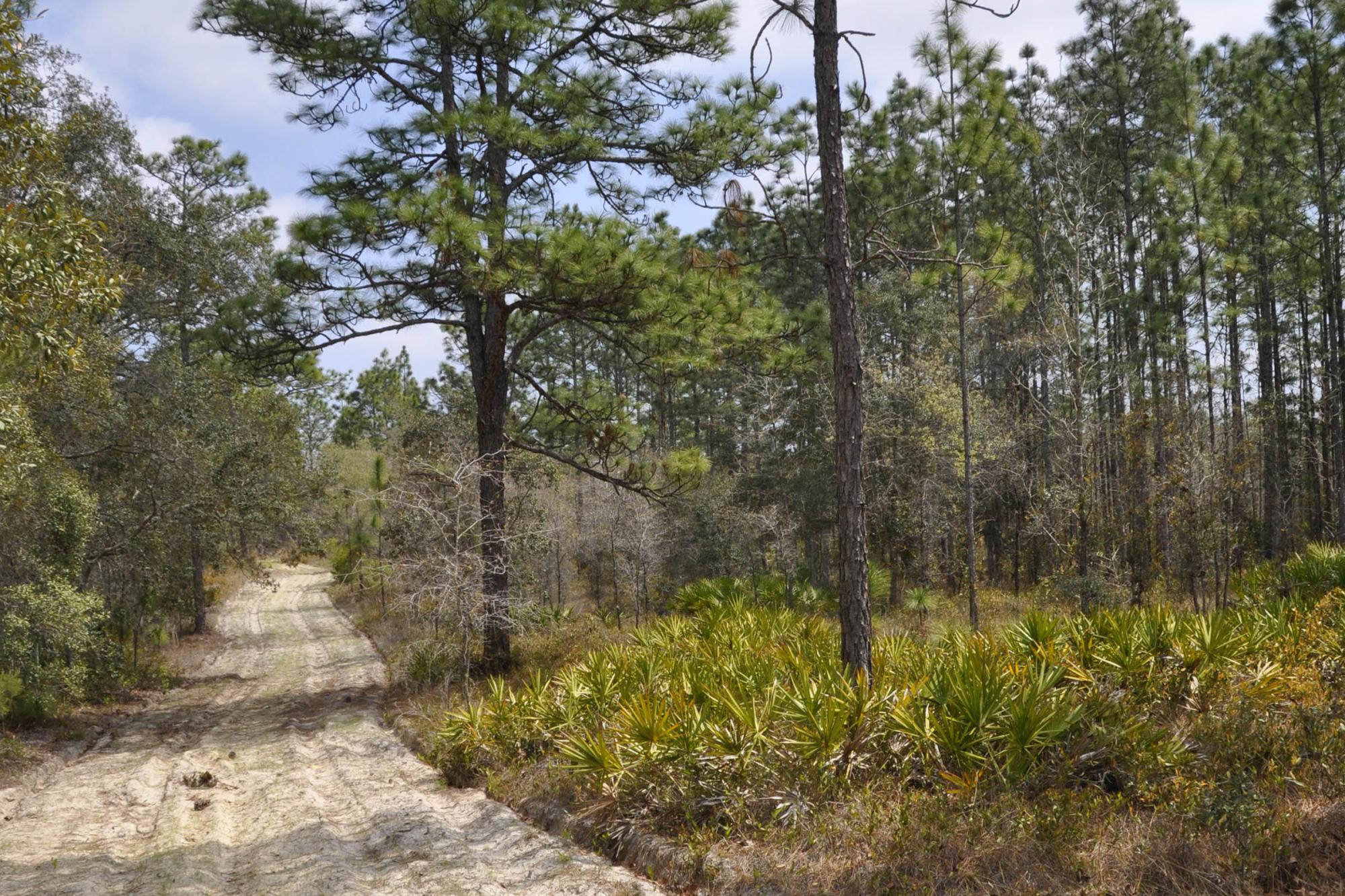 Annutteliga Hammock Tract 1