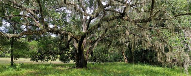 East Orange County Hammock Land