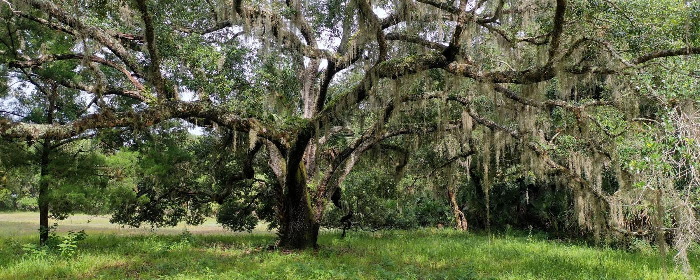 East Orange County Hammock Land
