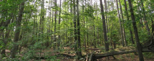 Madison I-10 Timber Tract