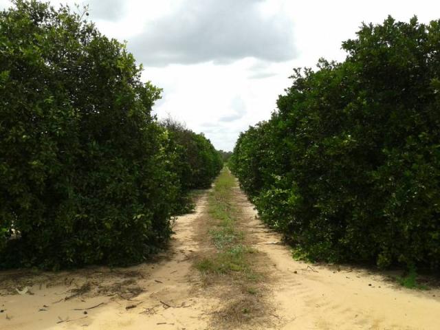 20 Acre Income Producing Grove