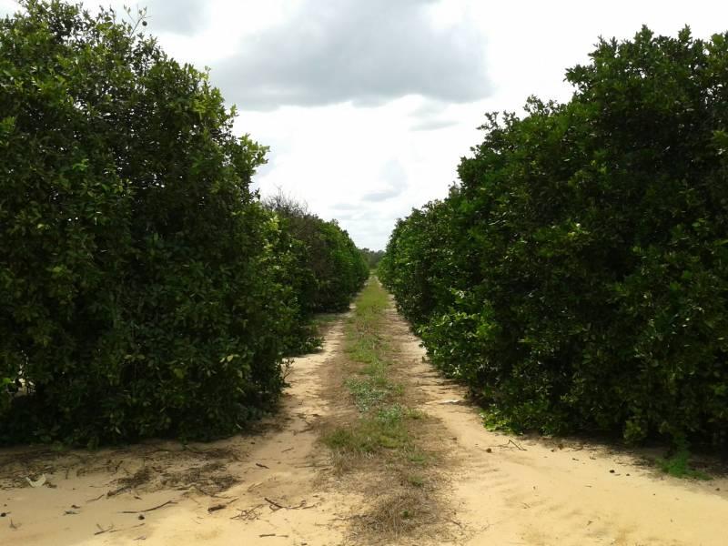 20 Acre Income Producing Grove