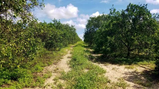 120 Acre Bartow Grove