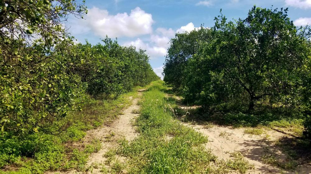 120 Acre Bartow Grove