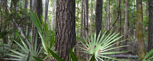 Taylor County Hunting and Recreation Tract