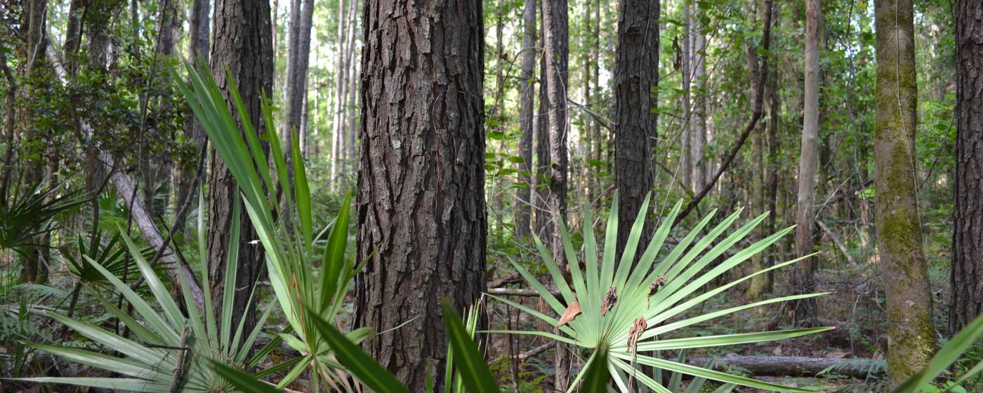 Taylor County Hunting and Recreation Tract