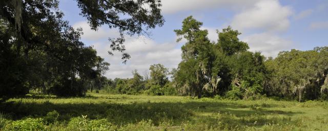 Chiefland 161 Acres