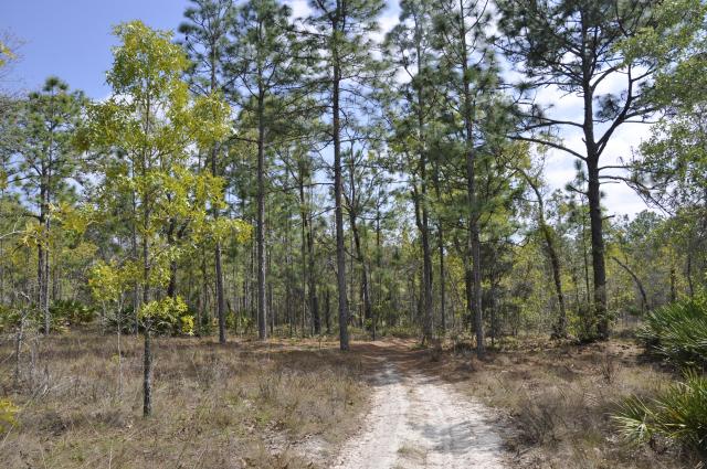 Annutteliga Hammock Homesites Tract 5