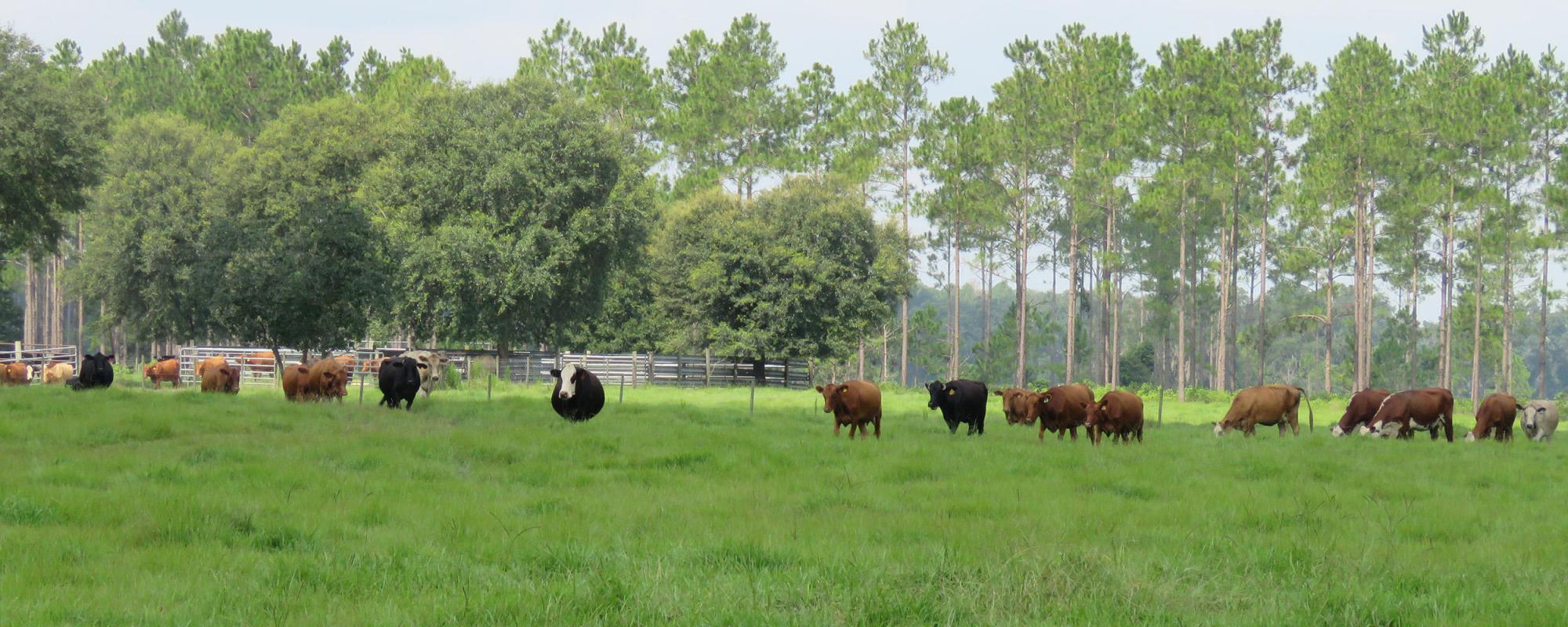 Winquipin Ranch