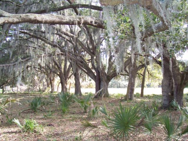 Thompson Road 49 Acres - Will Divide