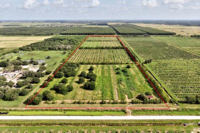 Young Citrus Grove