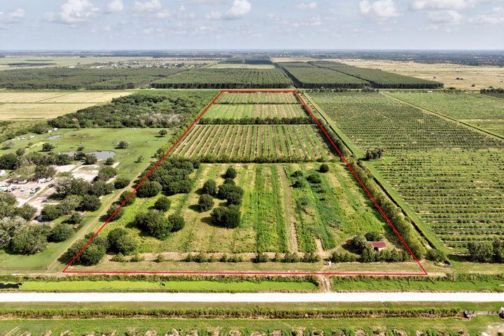 Young Citrus Grove
