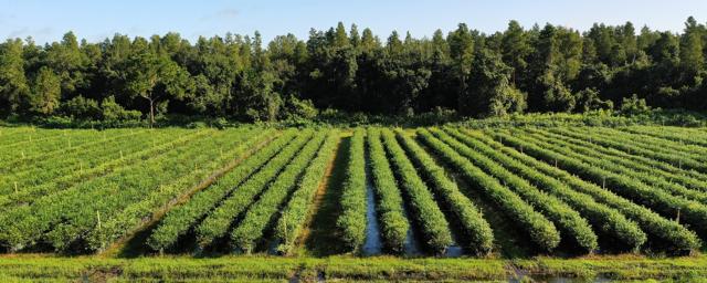 Central Florida Organic Blueberry Farm