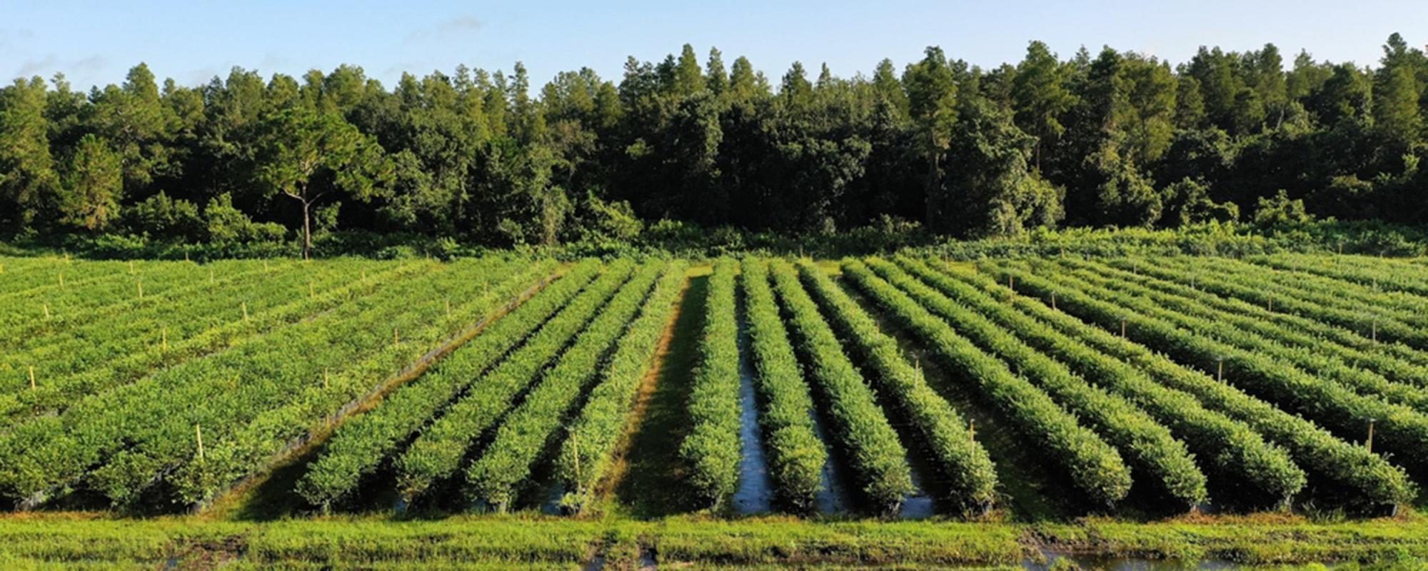 Central Florida Organic Blueberry Farm