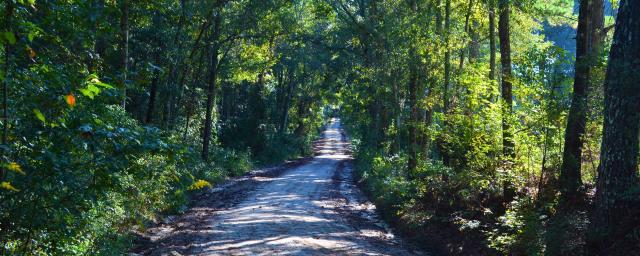 Holmes Timber & Hunting Tract