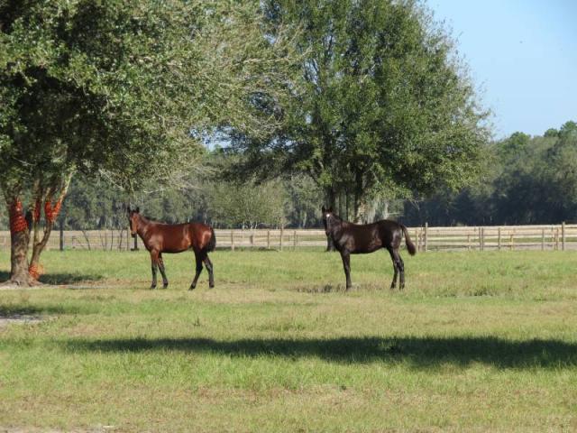 Knights Griffin Rd.  8 acres
