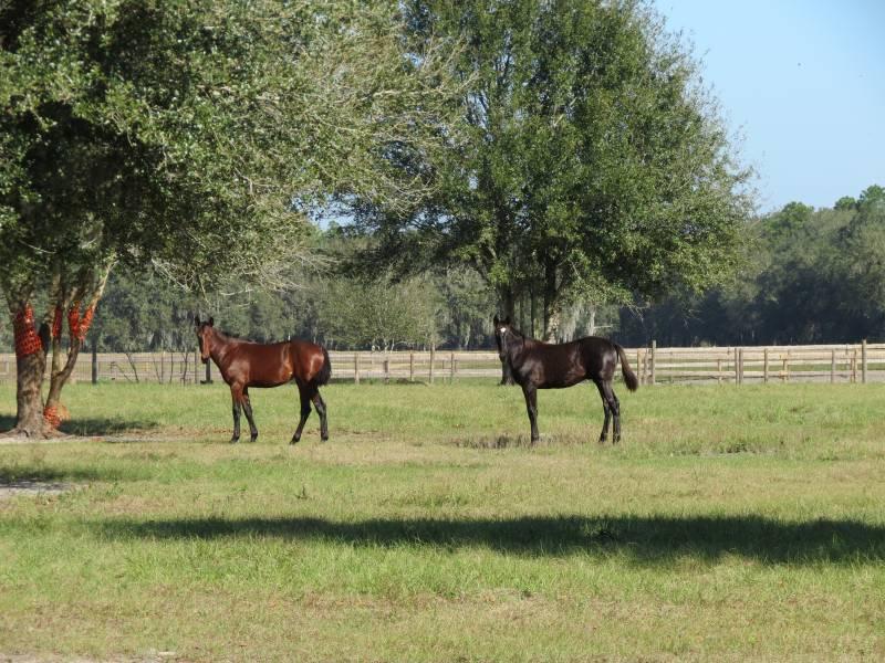 Knights Griffin Rd.  8 acres