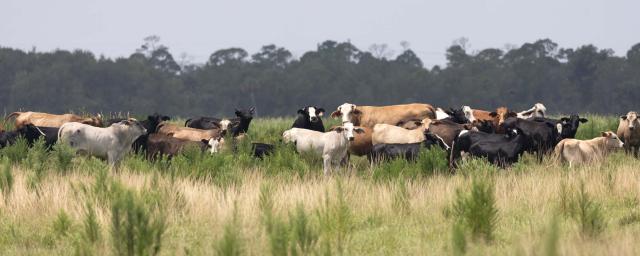Corrigan Ranch