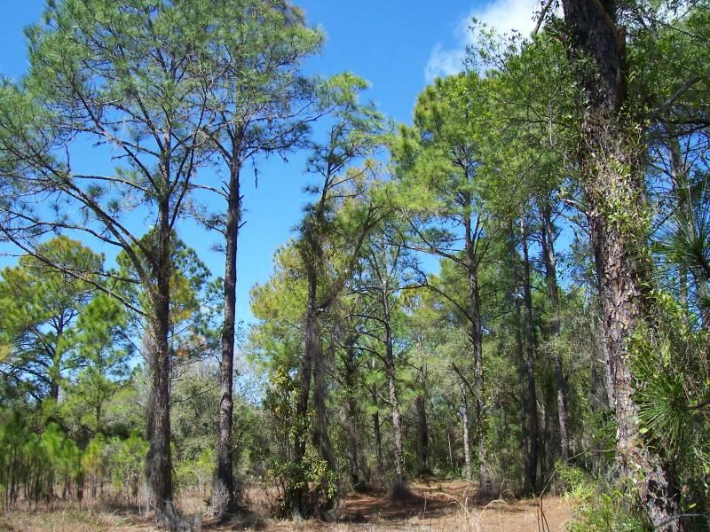 Butch Cassidy Trail 4 Acres